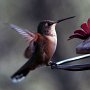 Hummingbird Photo: Female rufous, dec 1, 2012